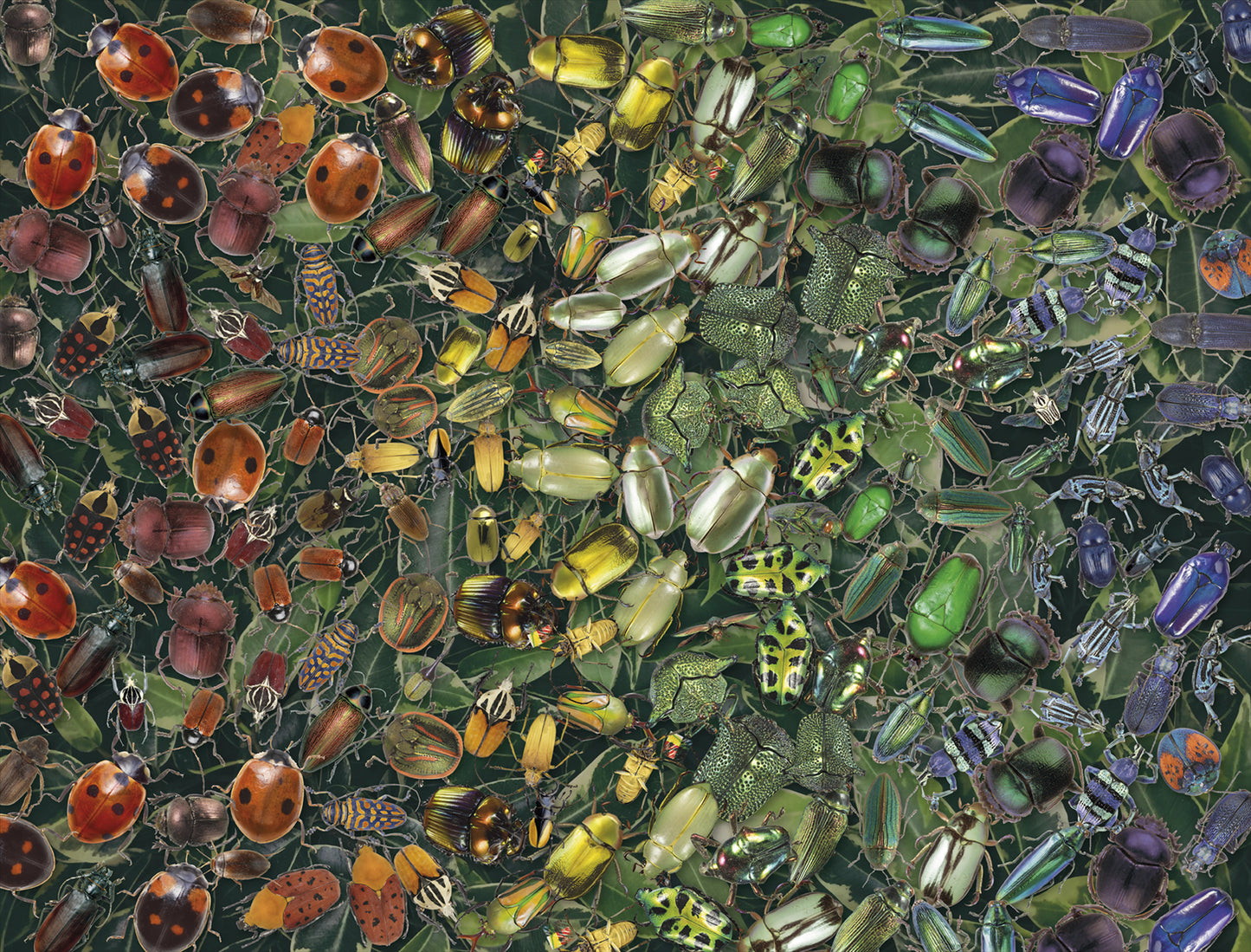 Natural History Museum - Beetles 1000 Piece Jigsaw Puzzle