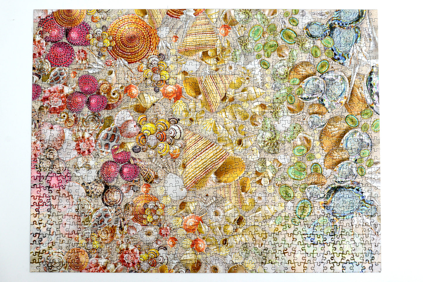 Natural History Museum - Shells 1000 Piece Jigsaw Puzzle