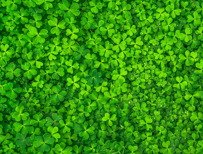 Find the Four Leaf Clover Impuzzible No.44 - 1000 Piece Jigsaw Puzzle