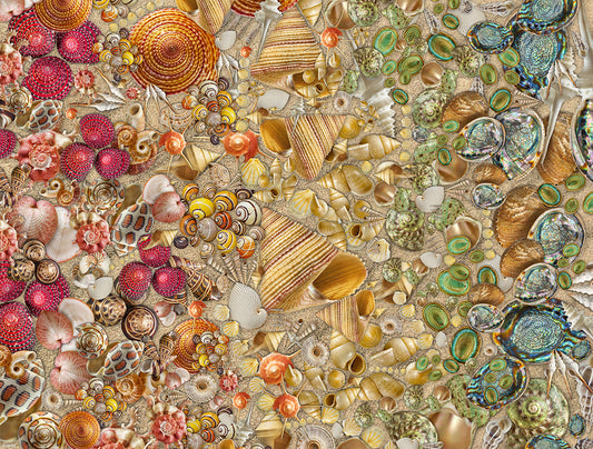 Natural History Museum - Shells 1000 Piece Jigsaw Puzzle