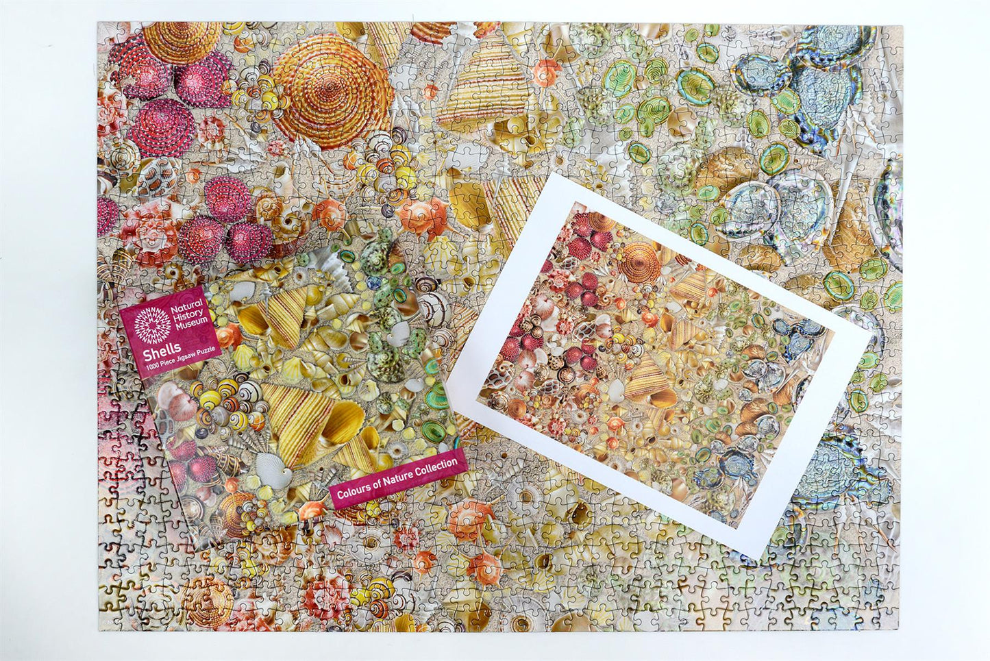 Natural History Museum - Shells 1000 Piece Jigsaw Puzzle